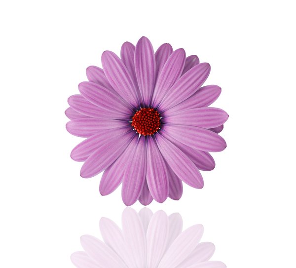 Inspirez votre style : idées de coloration violet pour cheveux